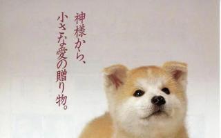“它只是你的一条狗，但你却是它的一生”——《忠犬八公物语》台词赏析